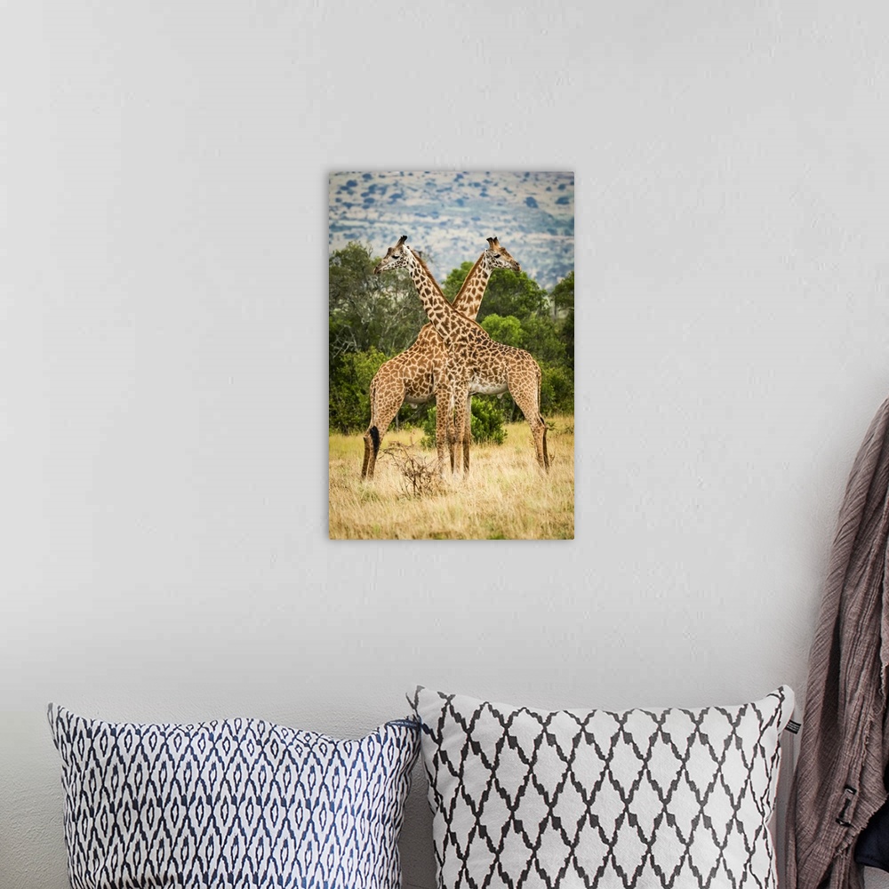 A bohemian room featuring Two Masai giraffe (Giraffa camelopardalis tippelskirchii) crossing necks by trees, Serengeti; Tan...