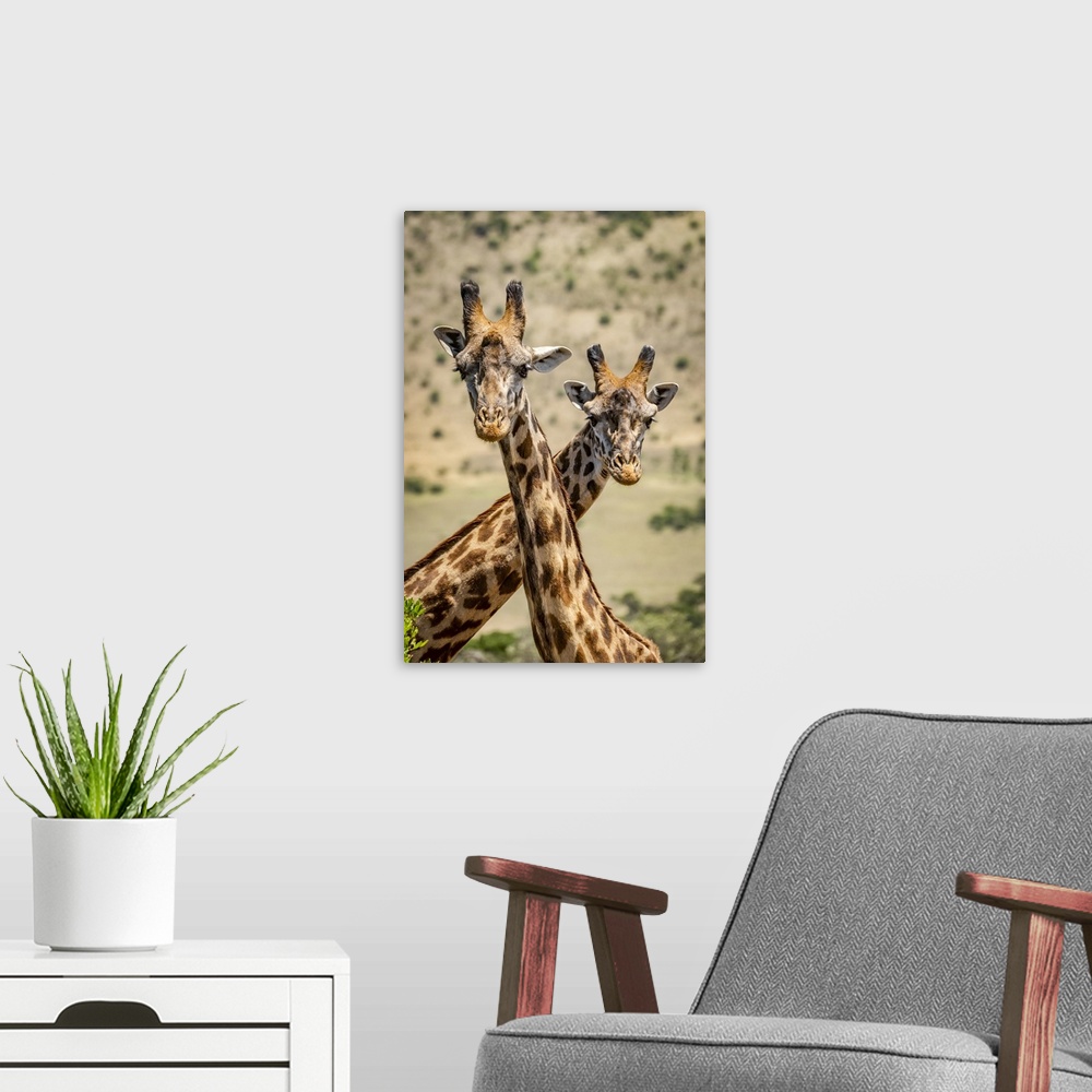 A modern room featuring Close-up of two Masai giraffe (Giraffa camelopardalis tippelskirchii) crossing necks, Serengeti; ...
