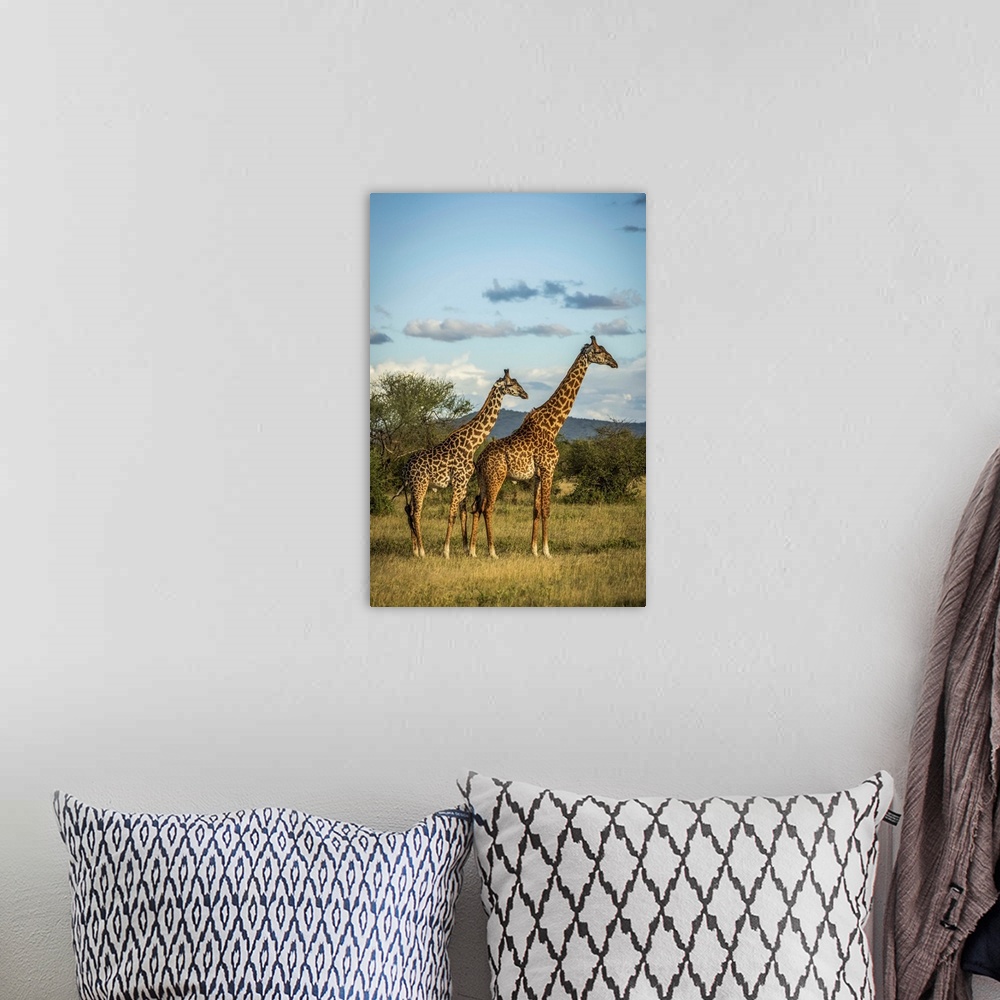 A bohemian room featuring Two Masai giraffe (Giraffa camelopardalis tippelskirchii) stand in golden light, Grumeti Serenget...