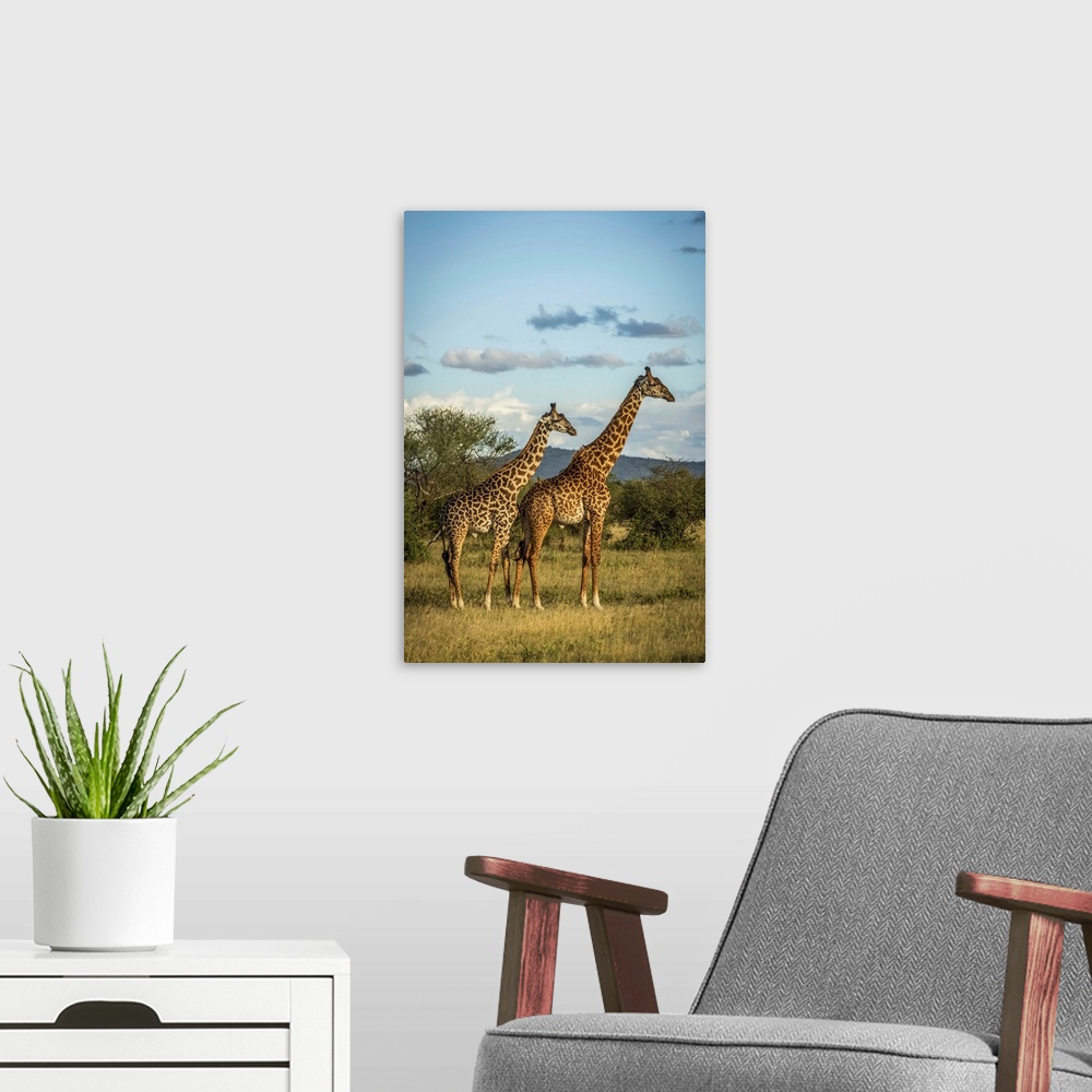 A modern room featuring Two Masai giraffe (Giraffa camelopardalis tippelskirchii) stand in golden light, Grumeti Serenget...
