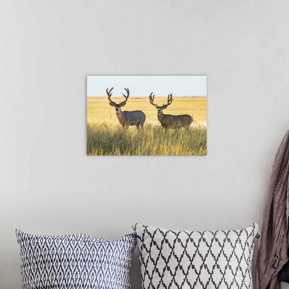A bohemian room featuring Two Mule deer bucks (Odocoileus hemionus) standing in a grass field; Steamboat Springs, Colorado,...