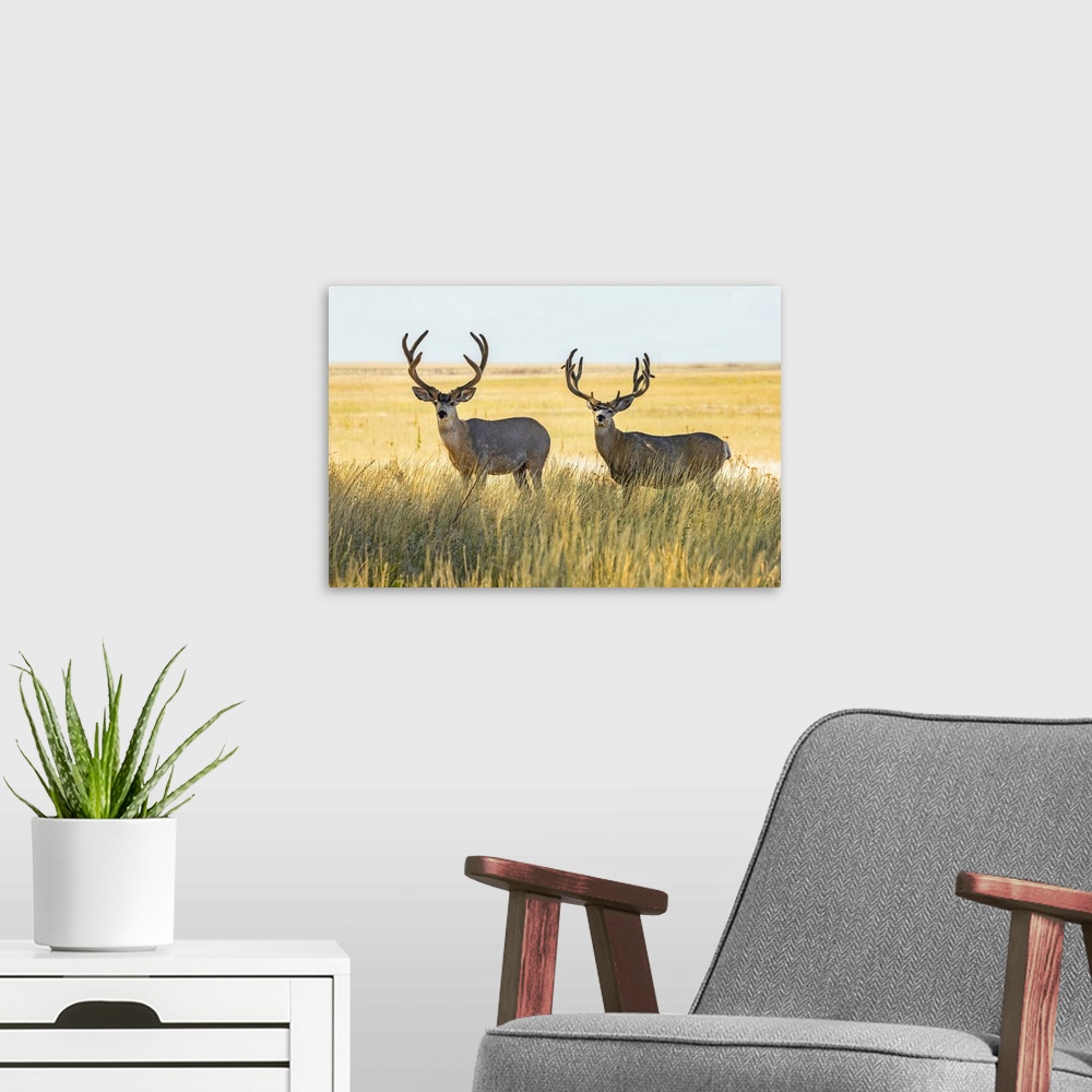 A modern room featuring Two Mule deer bucks (Odocoileus hemionus) standing in a grass field; Steamboat Springs, Colorado,...