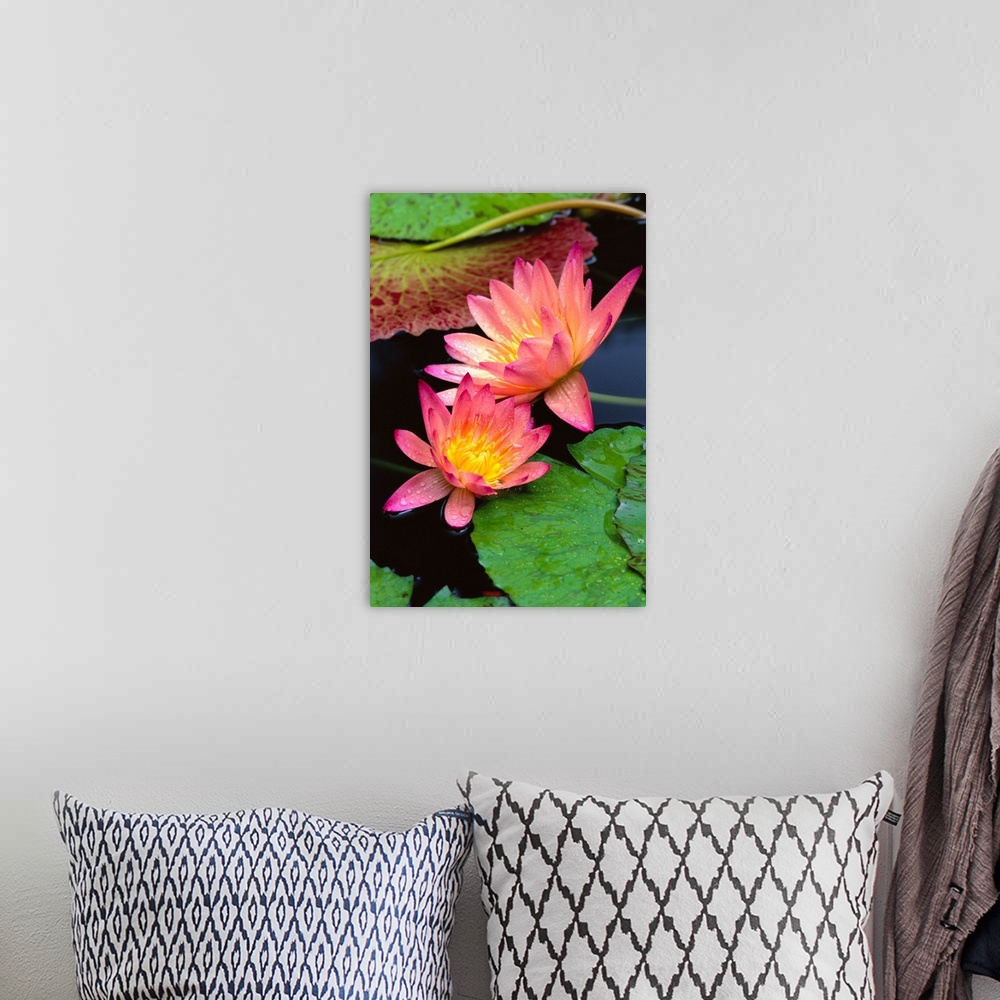 A bohemian room featuring Two Pink Water Lily Flowers, Lily Pads