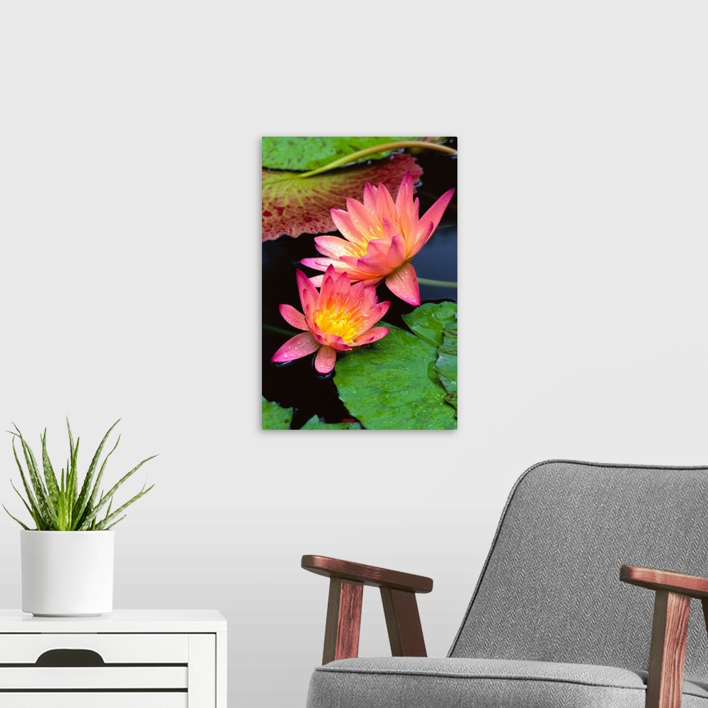 A modern room featuring Two Pink Water Lily Flowers, Lily Pads