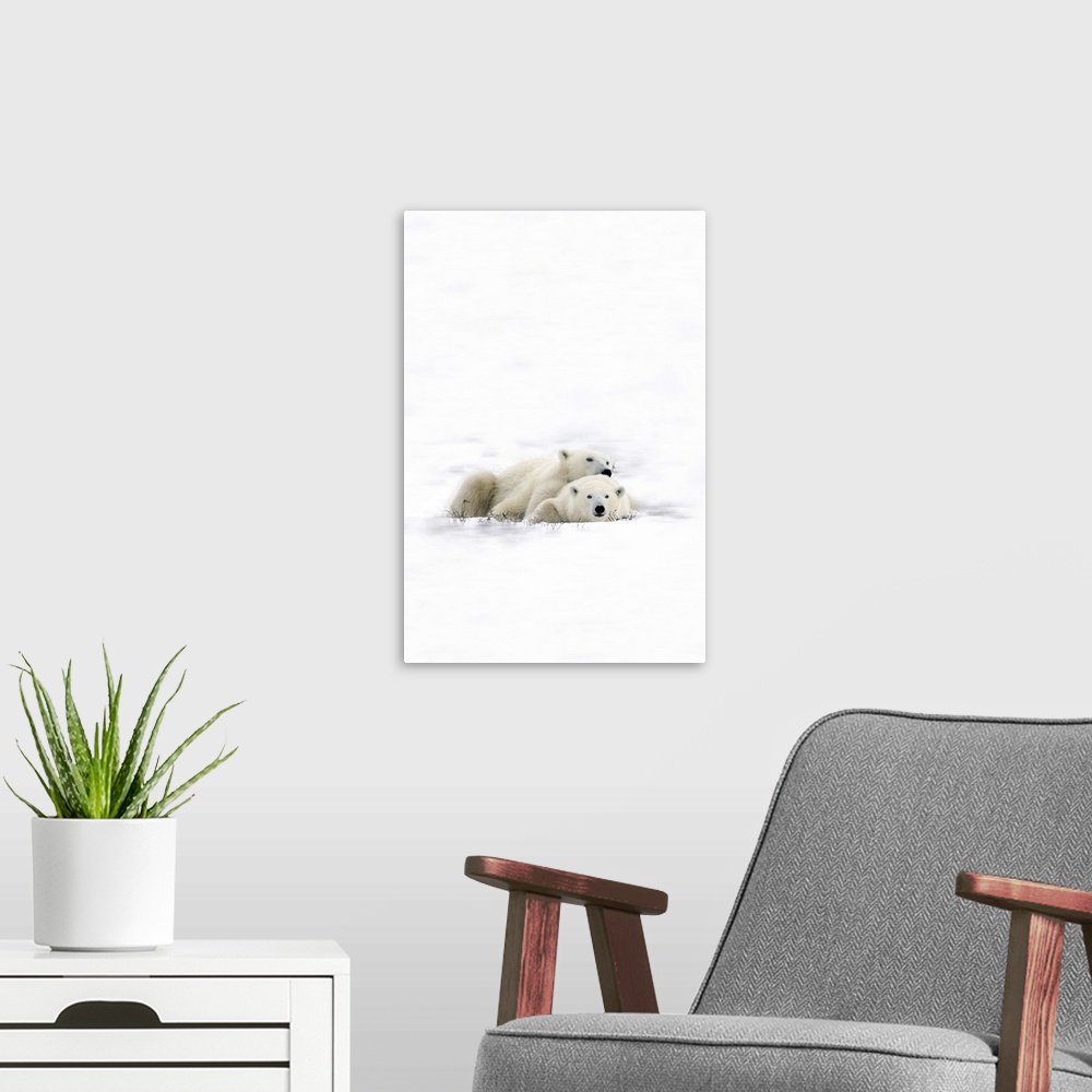 A modern room featuring Two Polar Bears Laying Together