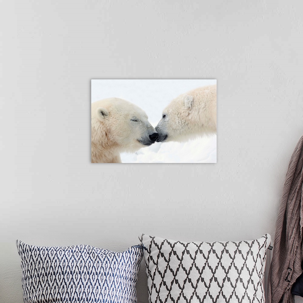 A bohemian room featuring Two Polar Bears Touching Noses Or Kissing; Churchill, Manitoba, Canada