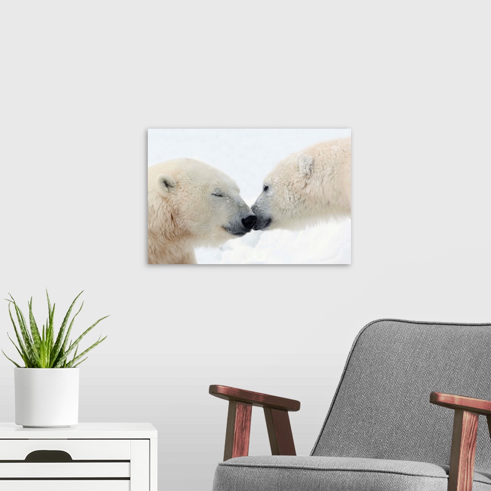 A modern room featuring Two Polar Bears Touching Noses Or Kissing; Churchill, Manitoba, Canada