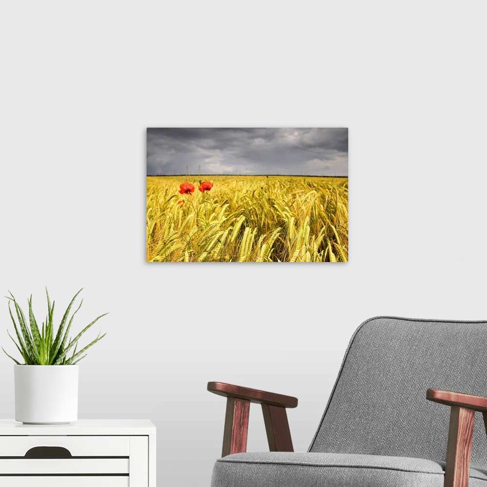 A modern room featuring Two Red Poppies In Wheat Field