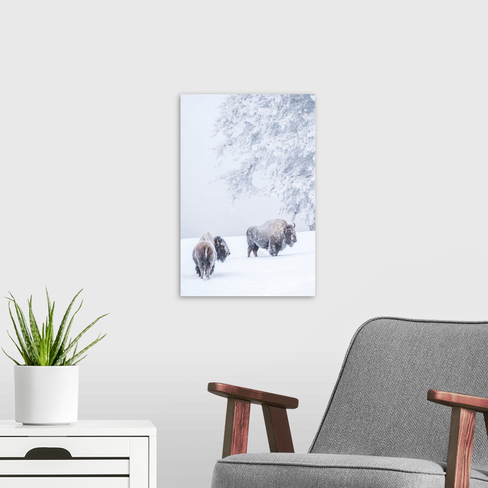 A modern room featuring Two Snow-Covered Bison In Winter, Yellowstone National Park