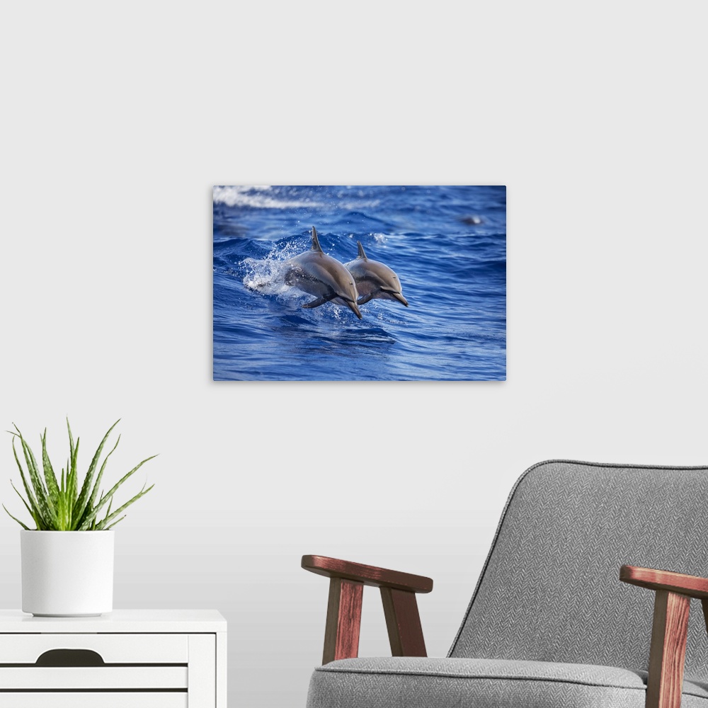 A modern room featuring Two Spinner dolphins (Stenella longirostris) off the island of Lanai; Lanai, Hawaii, United State...