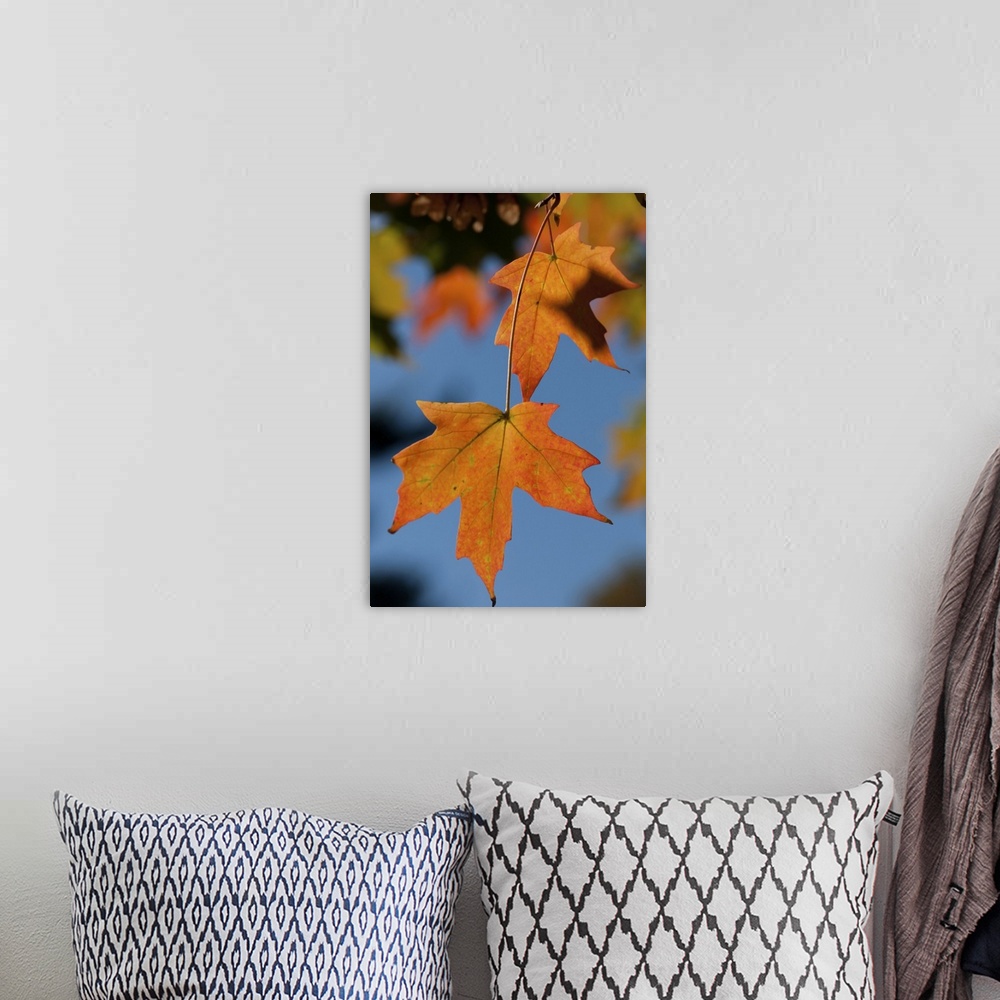 A bohemian room featuring Closeup of two sugar maple leaves in autumn colors. Concord , Minuteman National Historical Park,...