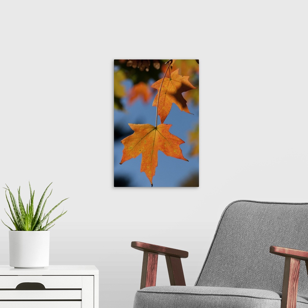 A modern room featuring Closeup of two sugar maple leaves in autumn colors. Concord , Minuteman National Historical Park,...