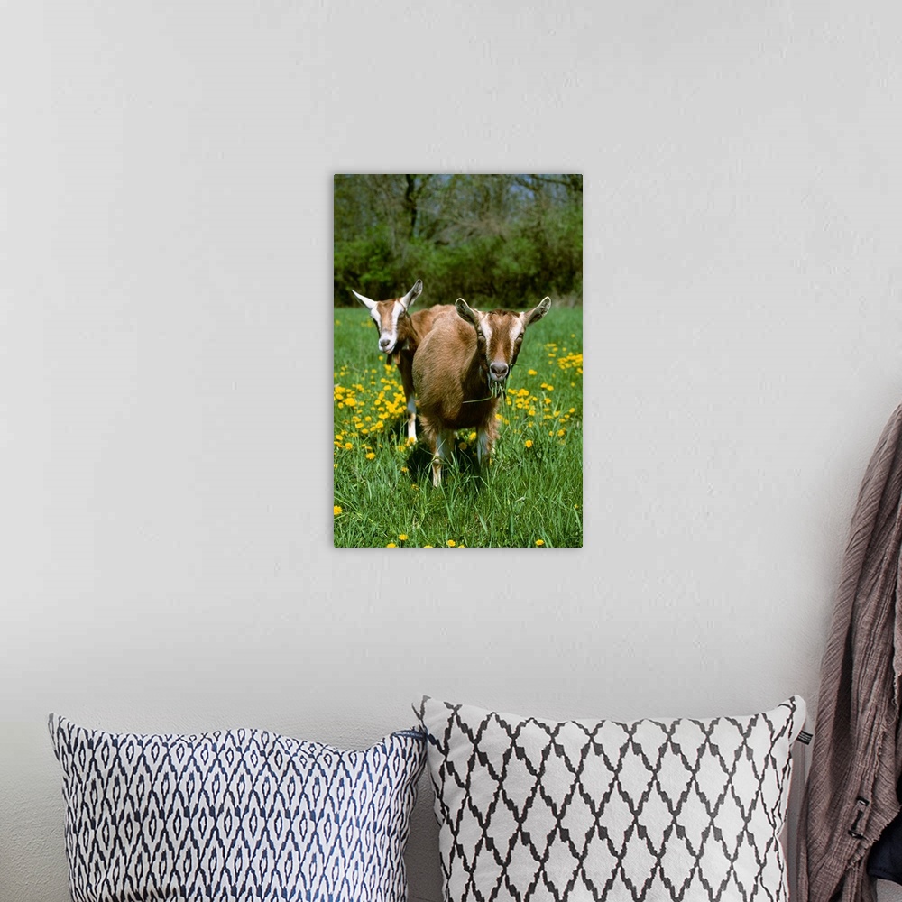 A bohemian room featuring Two Toggenburg domestic dairy goat does graze on a green pasture with dandelions