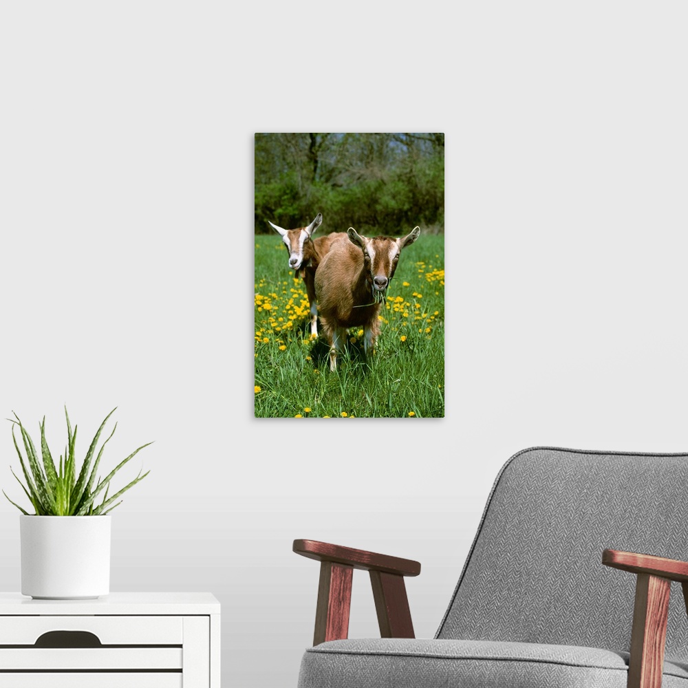 A modern room featuring Two Toggenburg domestic dairy goat does graze on a green pasture with dandelions