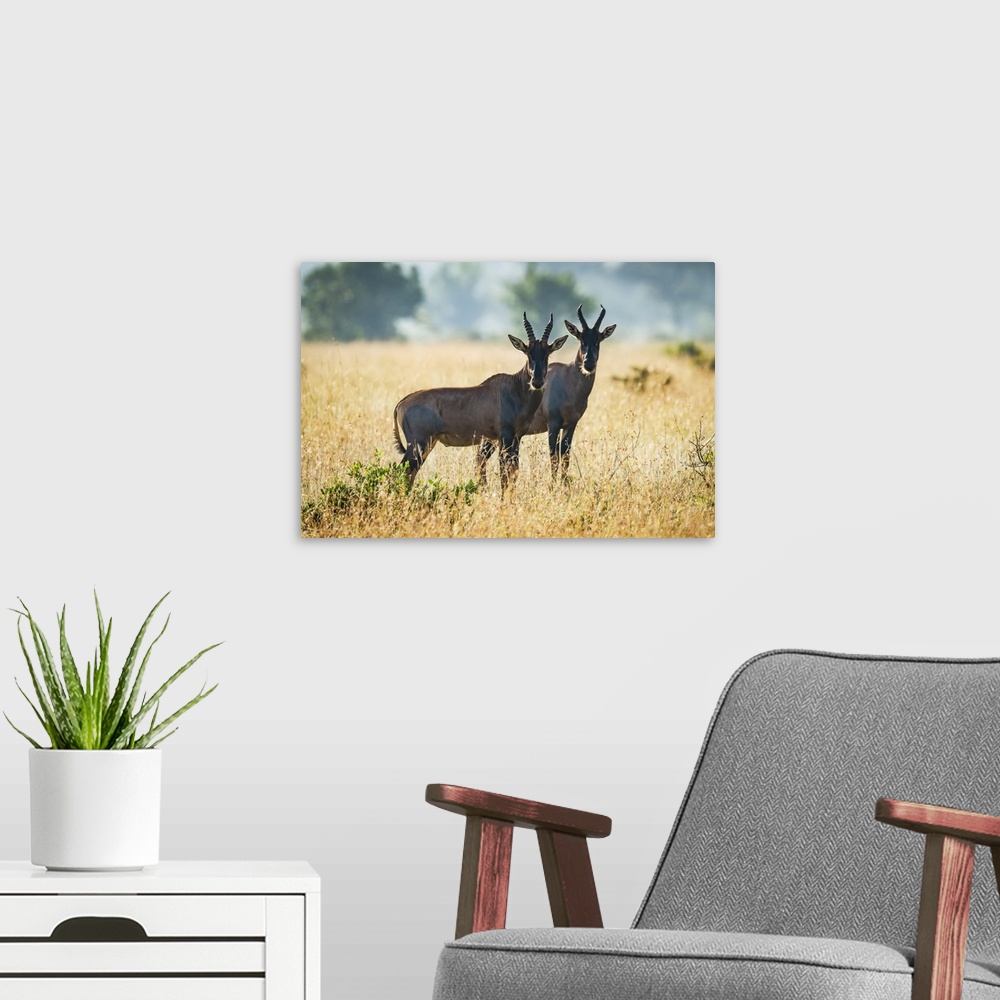 A modern room featuring Two topi (Damaliscus korrigum) stand together in African savannah, Serengeti National Park; Tanzania