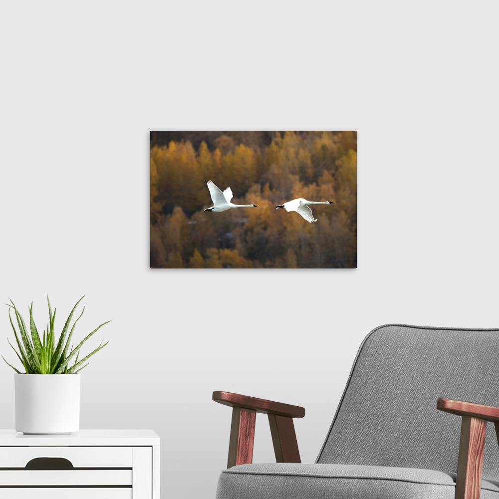 A modern room featuring Two Trumpeter Swans Fly Over Potter Marsh Near Anchorage, Southcentral Alaska