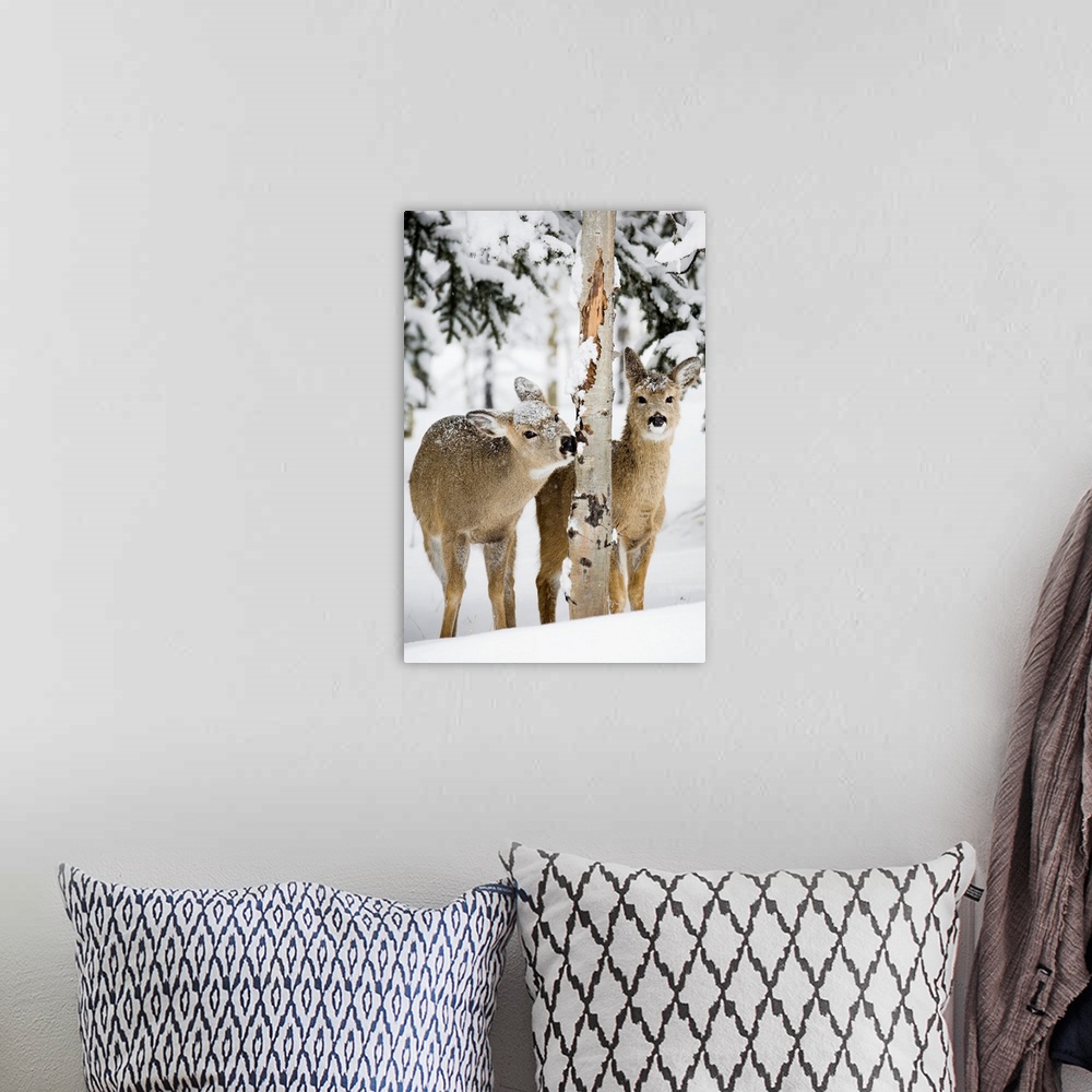 A bohemian room featuring Two Young Deer In A Snow Chewing On Tree Bark, Alberta, Canada