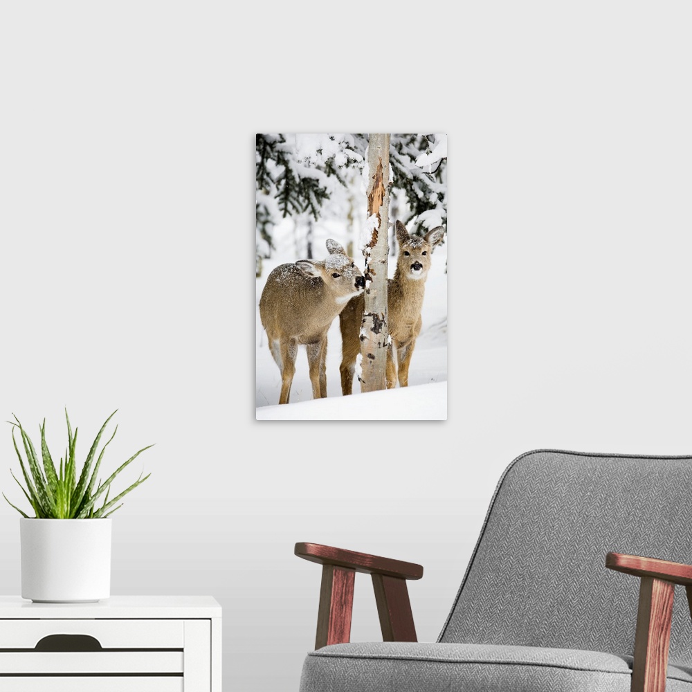 A modern room featuring Two Young Deer In A Snow Chewing On Tree Bark, Alberta, Canada