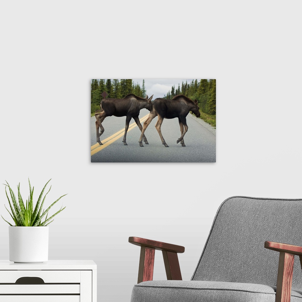 A modern room featuring Two young moose calves cross the park road in Denali National Park, Interior Alaska, Summer