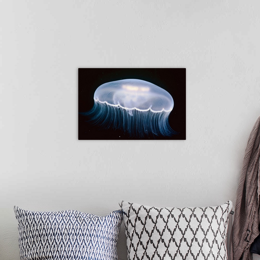 A bohemian room featuring Underwater View Of A Moon Jellyfish, British Columbia, Canada