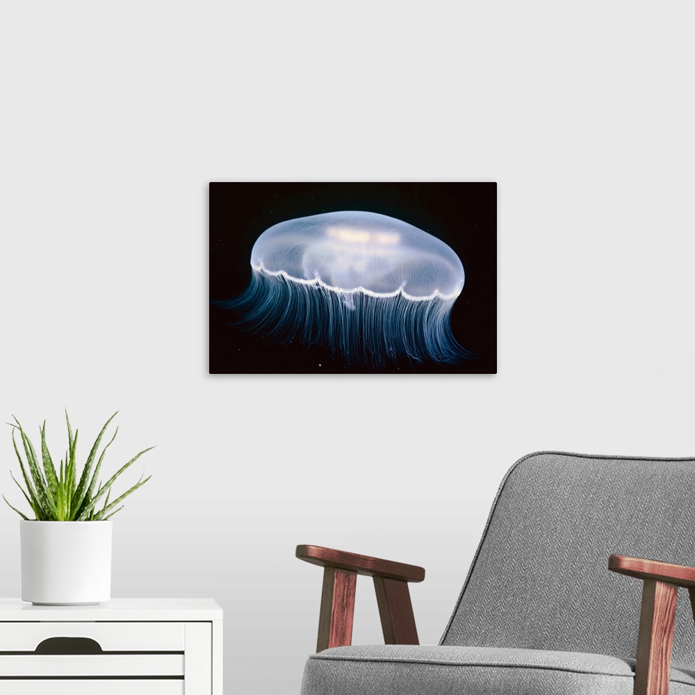 A modern room featuring Underwater View Of A Moon Jellyfish, British Columbia, Canada