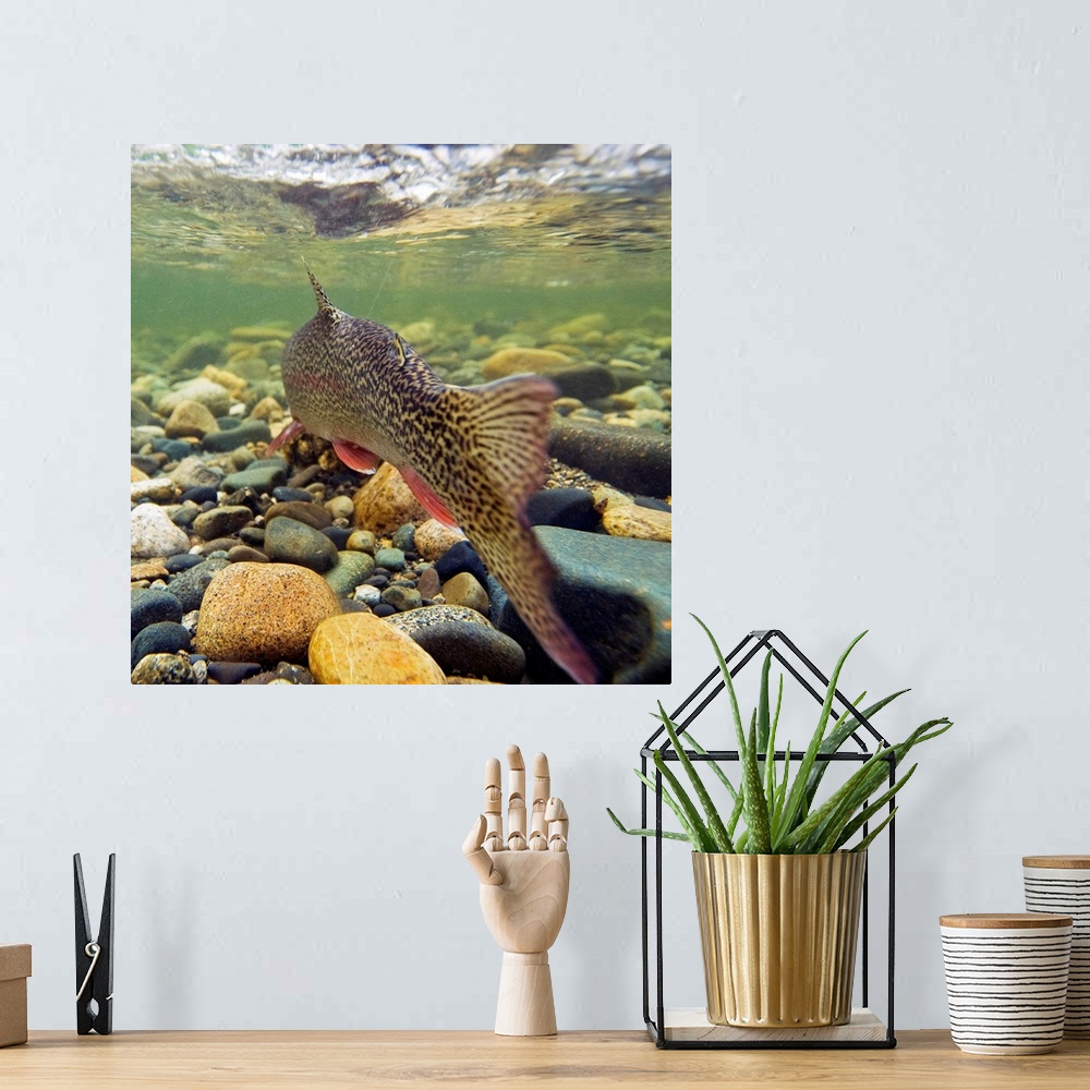 A bohemian room featuring photograph taken from the perspective of a fish in the river
