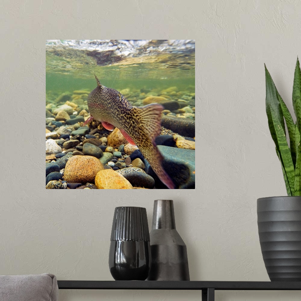 A modern room featuring photograph taken from the perspective of a fish in the river