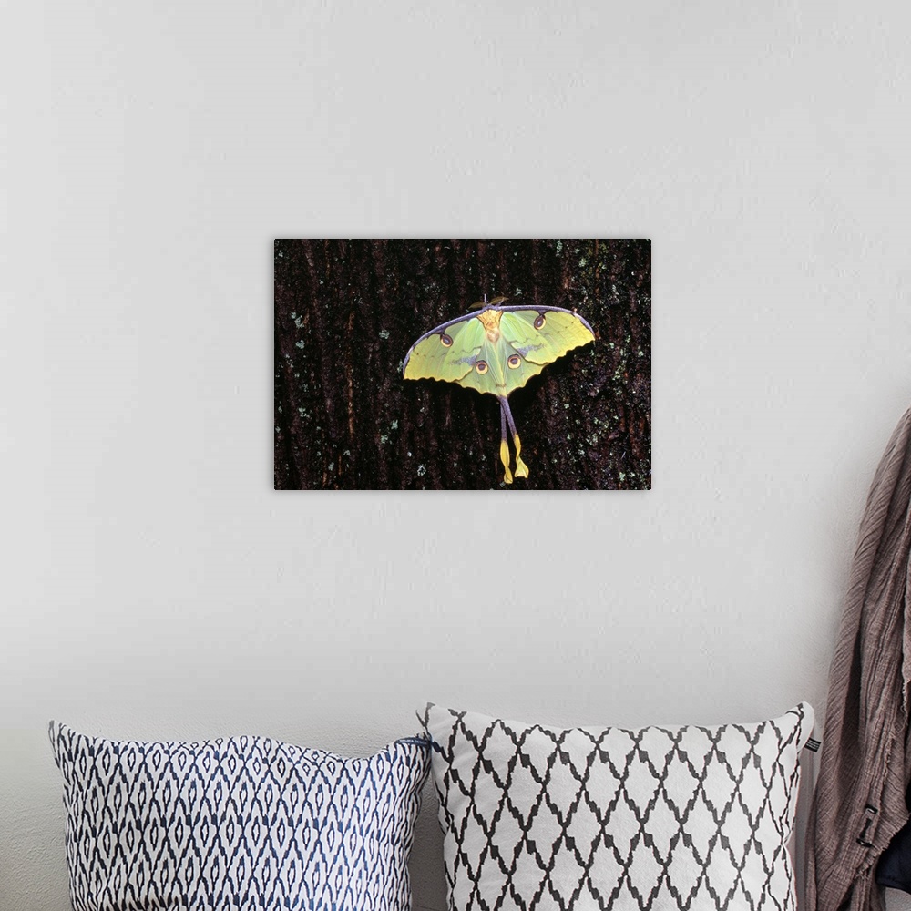 A bohemian room featuring Unique Butterfly Resting On Tree Bark