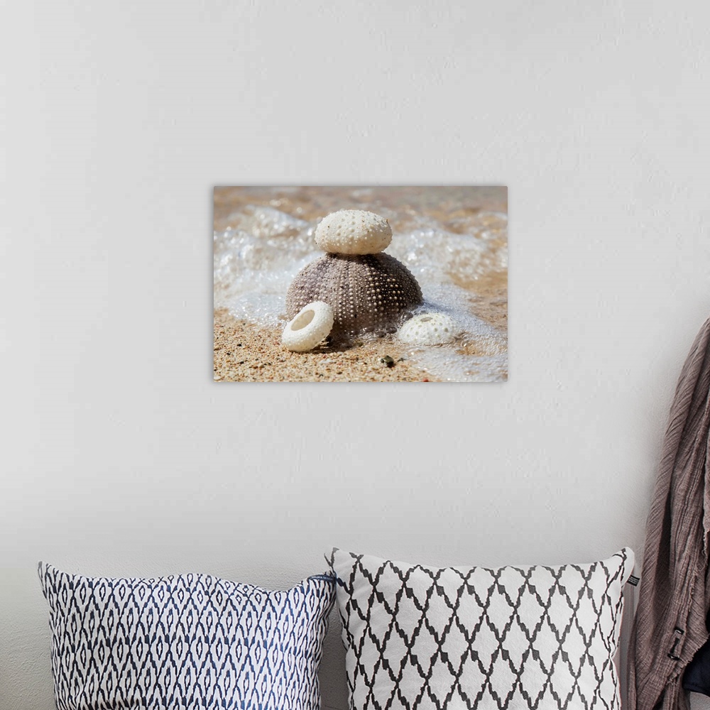 A bohemian room featuring Urchin shells on a beach, St. Croix, Virgin Islands, United States of America.
