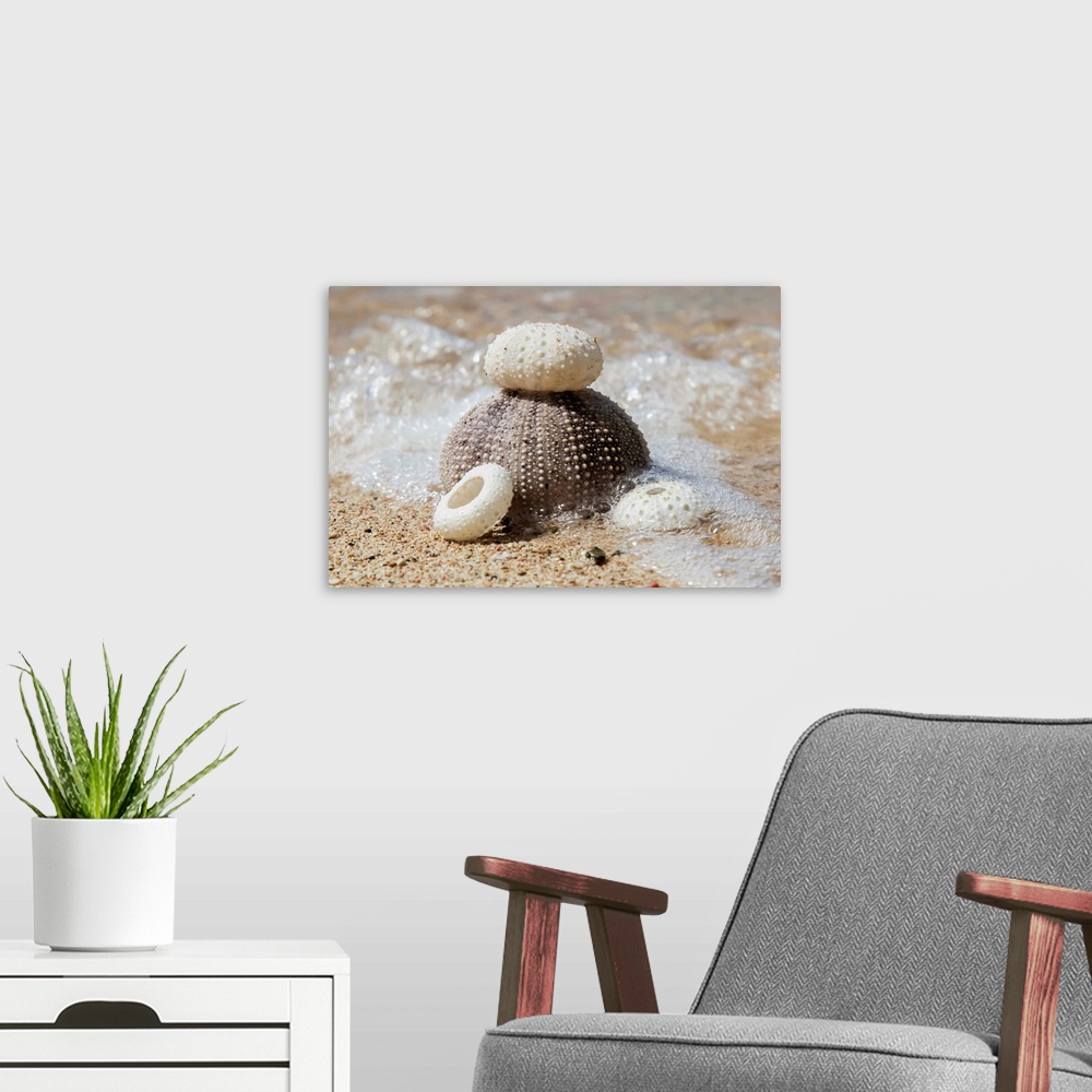 A modern room featuring Urchin shells on a beach, St. Croix, Virgin Islands, United States of America.