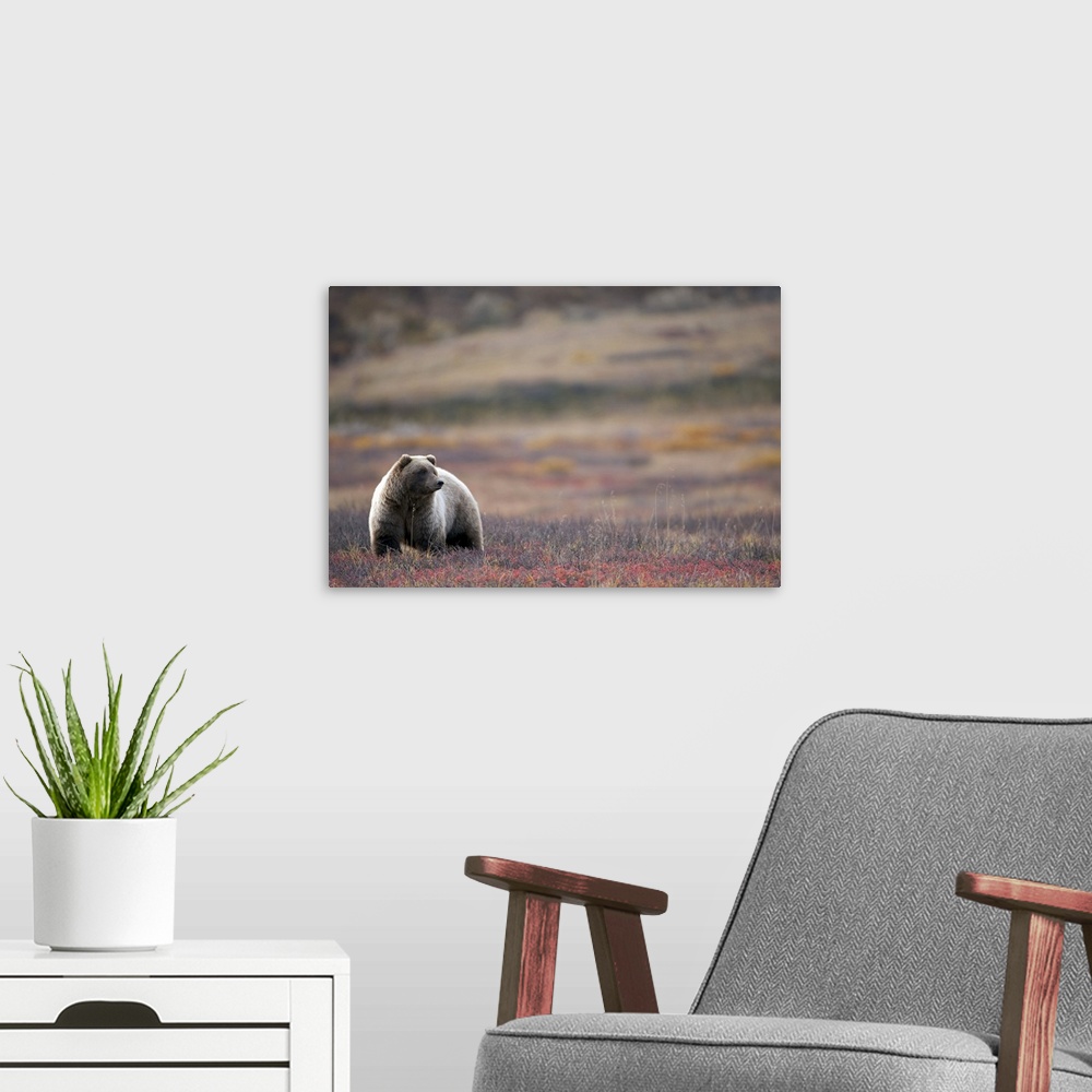A modern room featuring View of a Grizzly Bear standing in the fall tundra, Denali National Park, Interior Alaska