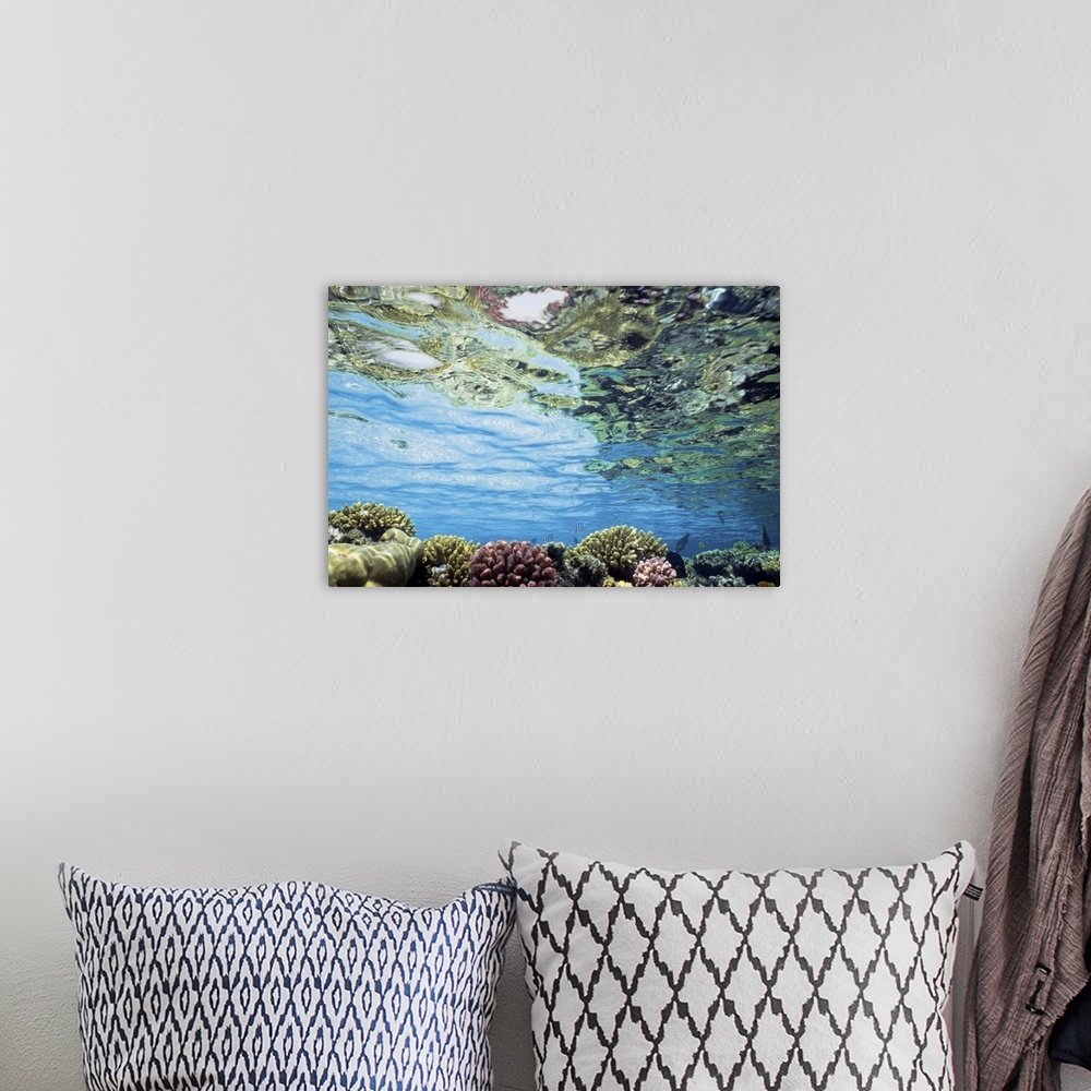 A bohemian room featuring View Of Coral In Shallow Waters