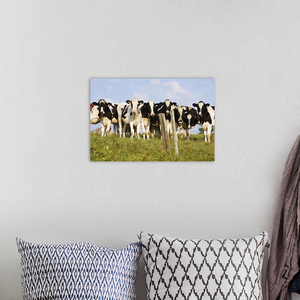 A bohemian room featuring View Of Cows, Bas-Saint-Laurent Region, Quebec, Canada