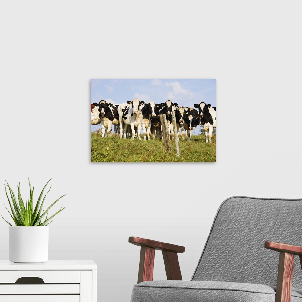 A modern room featuring View Of Cows, Bas-Saint-Laurent Region, Quebec, Canada
