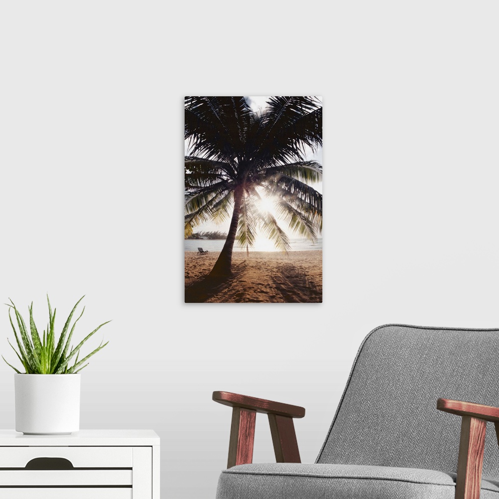 A modern room featuring View Of Ocean And Beach Through Palm Tree, Caribbean