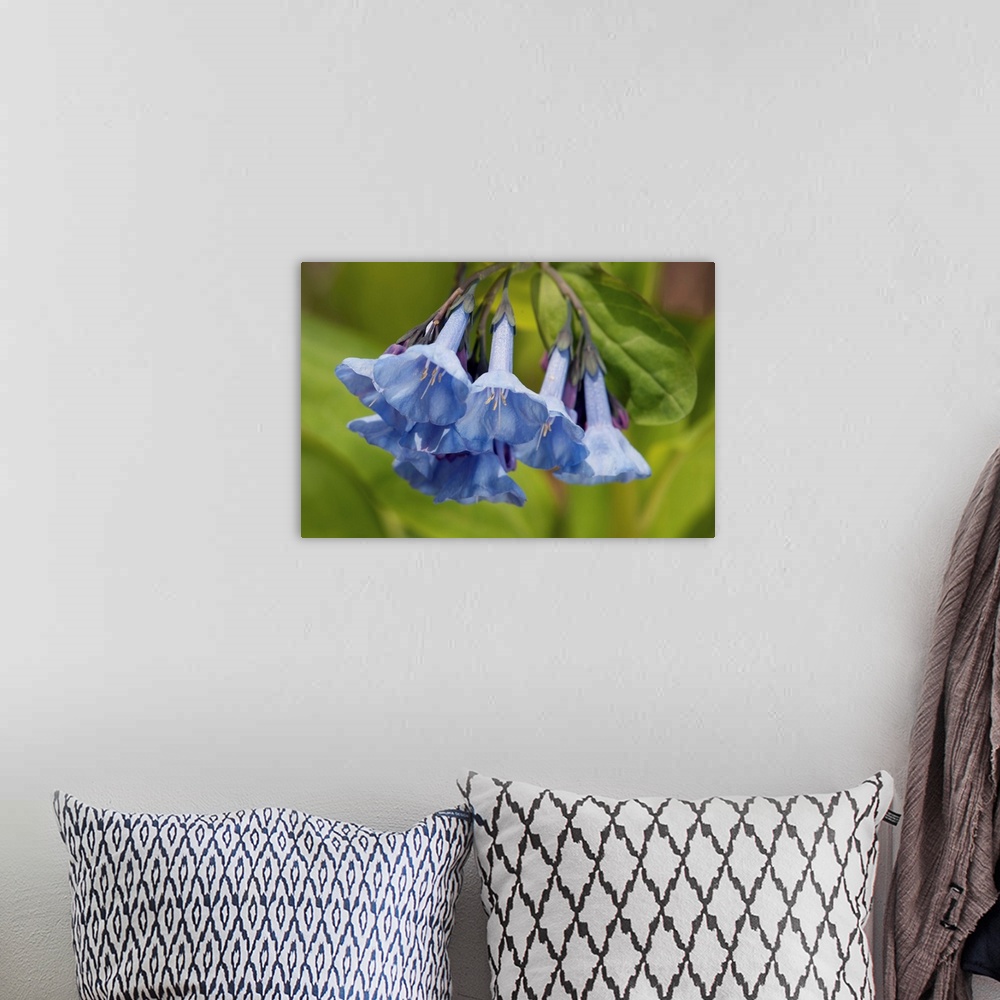A bohemian room featuring Virginia bluebells, Mertensia virginica, in the springtime. Framingham, Massachusetts.