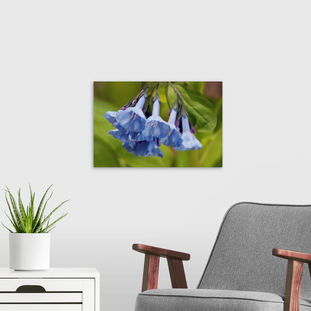 A modern room featuring Virginia bluebells, Mertensia virginica, in the springtime. Framingham, Massachusetts.