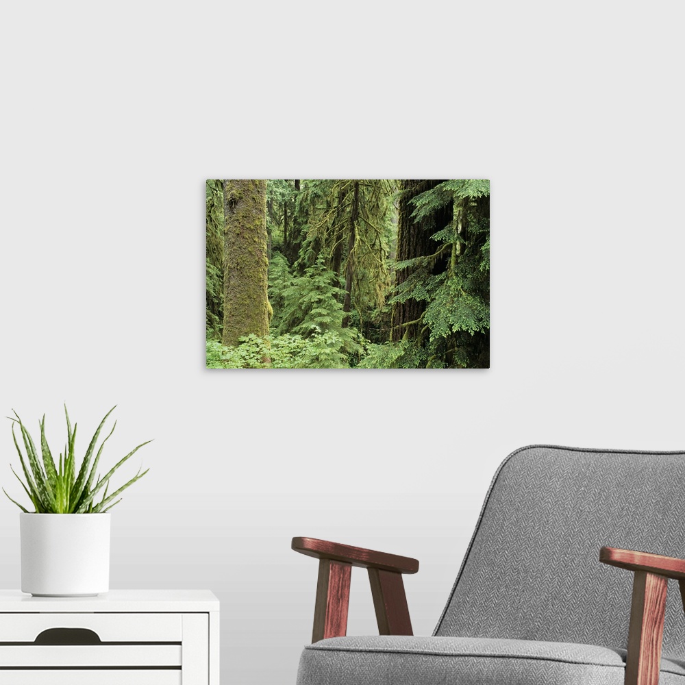 A modern room featuring Washington, Olympic National Park, Quinault Rainforest