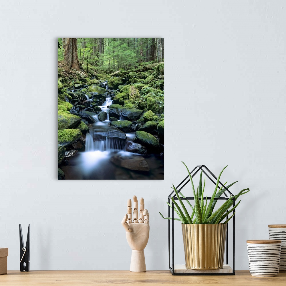 A bohemian room featuring Washington, Olympic National Park, Stream Waters Falling Over Rocks