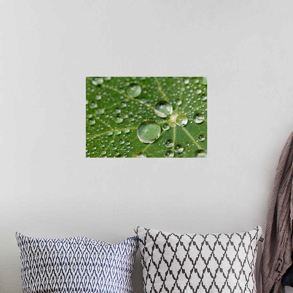 A bohemian room featuring Water drops on a nasturtium leaf.
