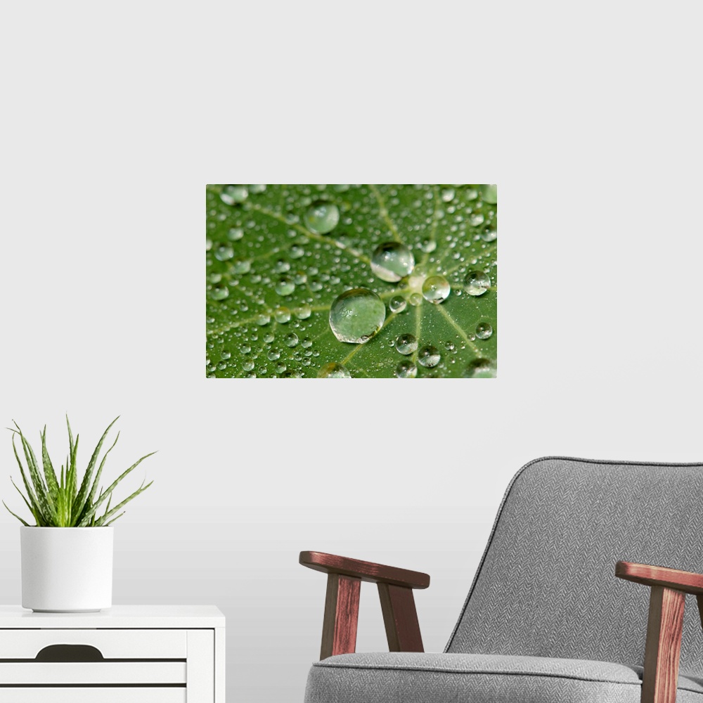 A modern room featuring Water drops on a nasturtium leaf.