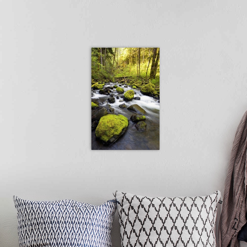 A bohemian room featuring Water Flowing By Moss Covered Rocks In A Stream