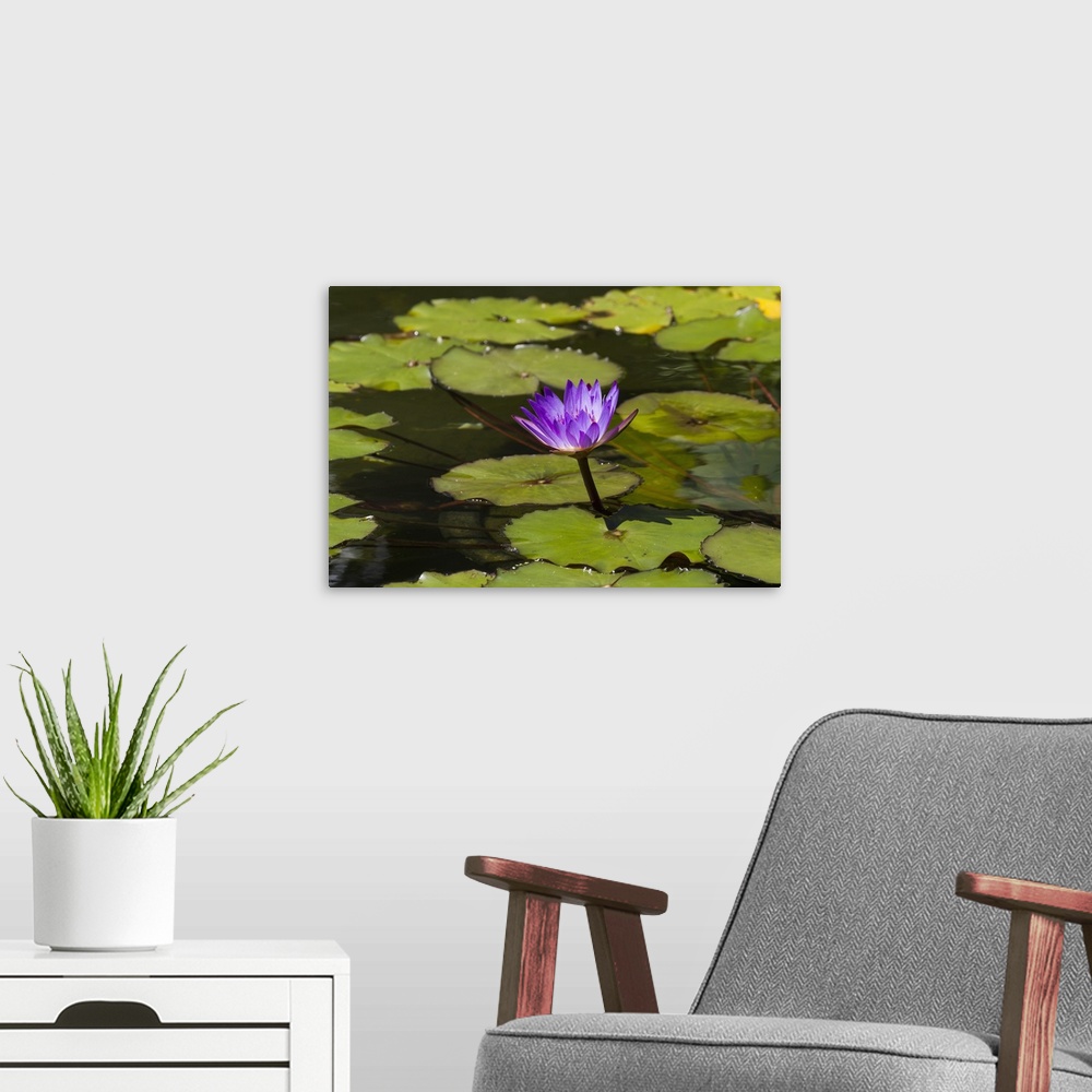 A modern room featuring Water lily in the Bethesda Fountain in Central Park, New York City, New York