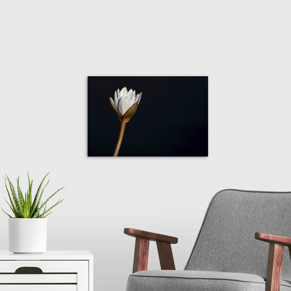 A modern room featuring Water lily on a black background, Botswana.