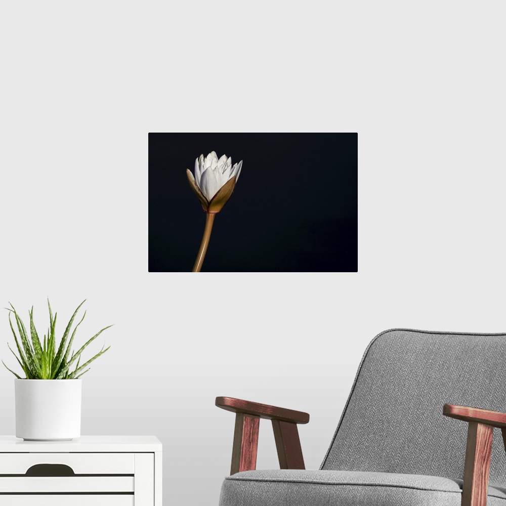 A modern room featuring Water lily on a black background, Botswana.