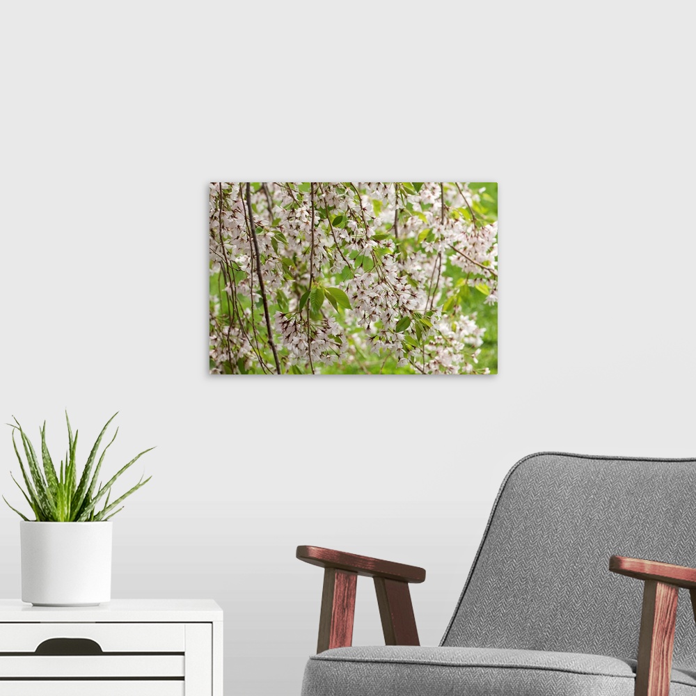 A modern room featuring Weeping cherry blossoms and branches, Prunus species, in springtime.