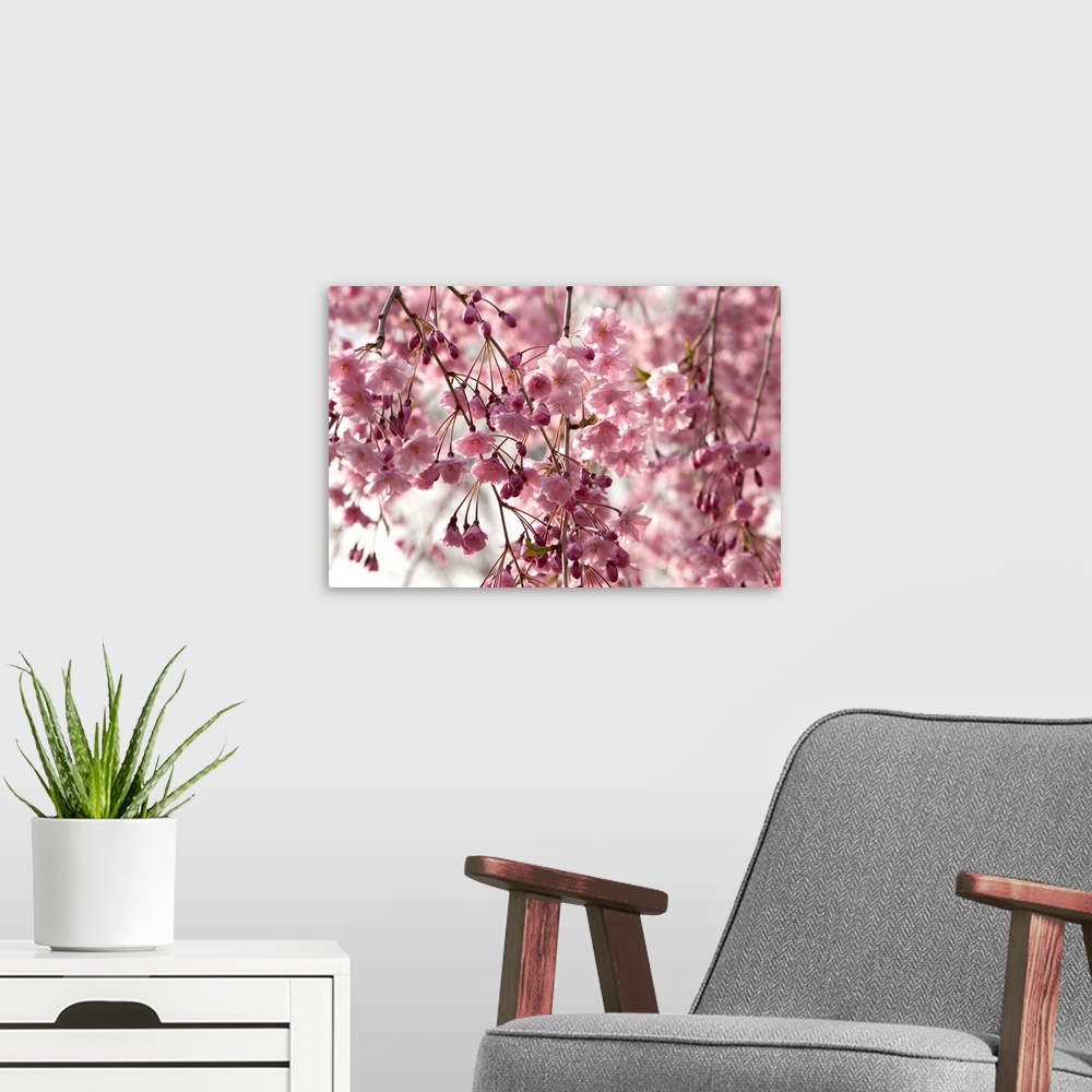 A modern room featuring Weeping Higan cherry, Prunus subhirtella, in bloom.