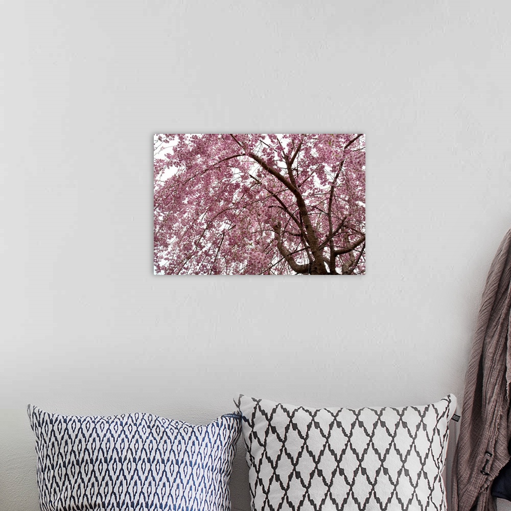 A bohemian room featuring Weeping Higan cherry tree, Prunus subhirtella, in bloom in spring.