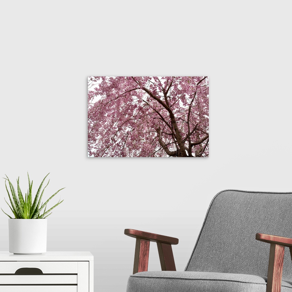 A modern room featuring Weeping Higan cherry tree, Prunus subhirtella, in bloom in spring.