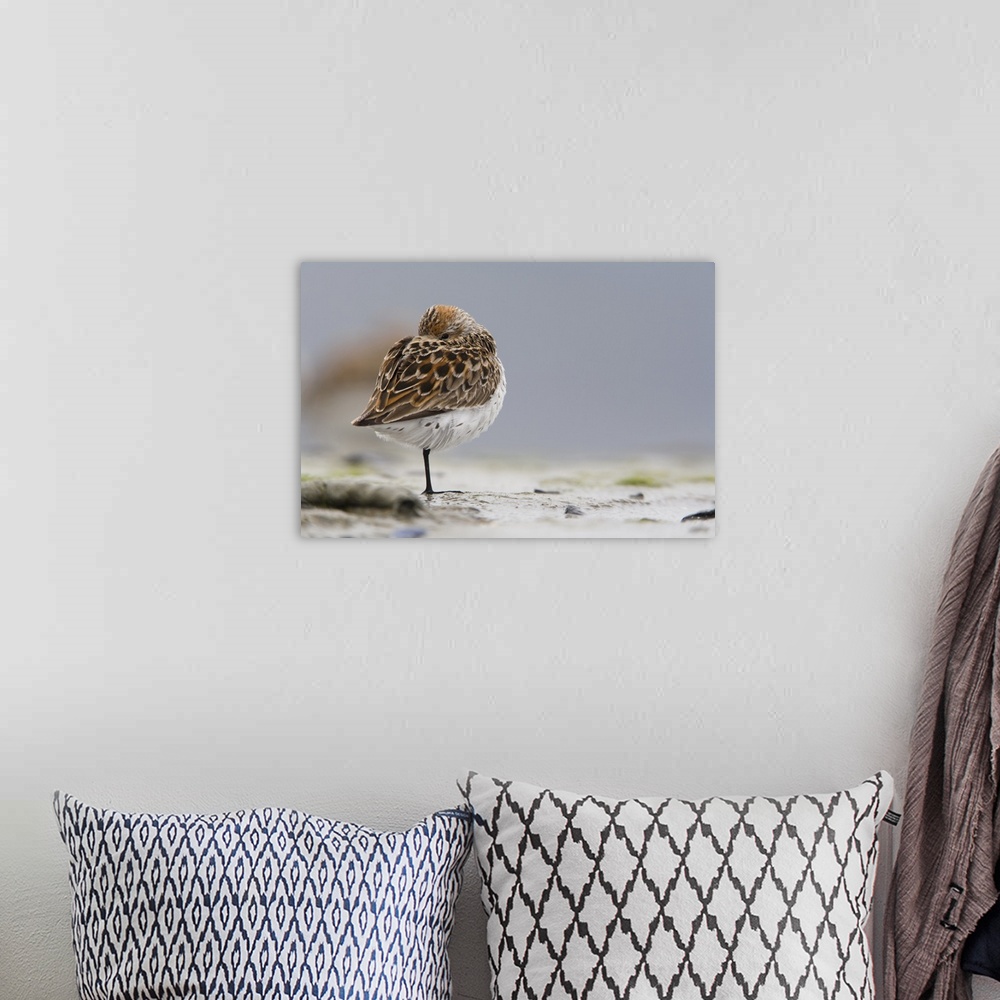A bohemian room featuring Western Sandpiper Roosting On Mud Flats Of Hartney Bay, Copper River Delta, Alaska
